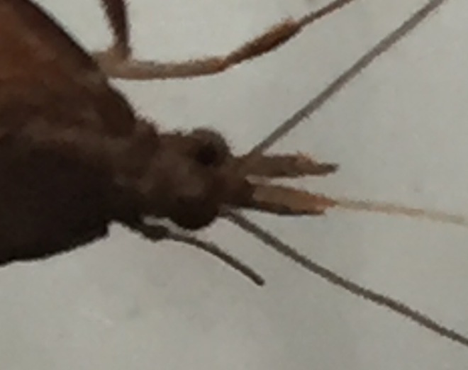 moth-6