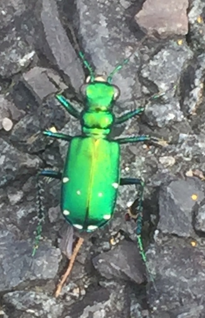 Insect Emerald Ash borer