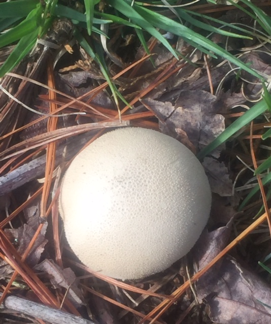 Mushroom puffball 4-7