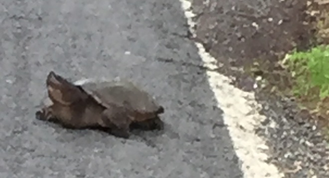 Turtle snapper 1