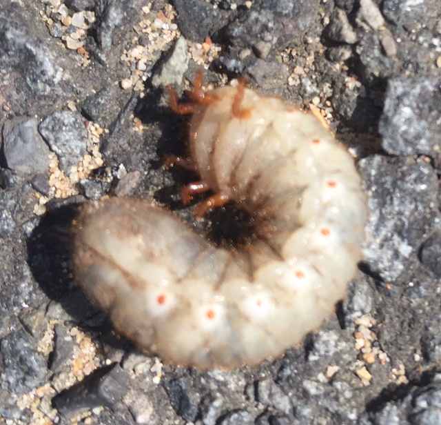 Insect June beetle grub curled