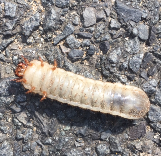 Insect June beetle grub on back