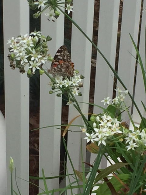 insect painted lady 3