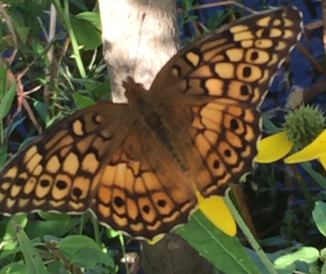 Butterfly fritillary