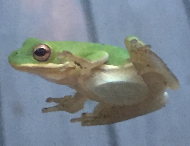 Frog belly on glass