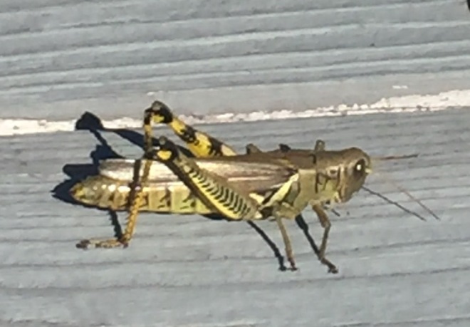 insect grasshopper gold
