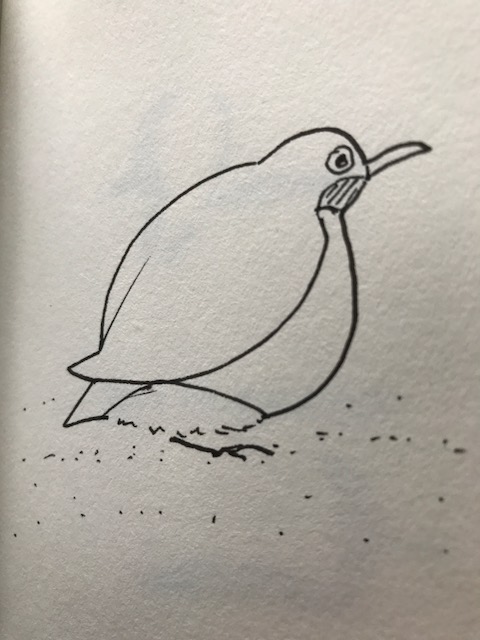 Bird Robin in cold