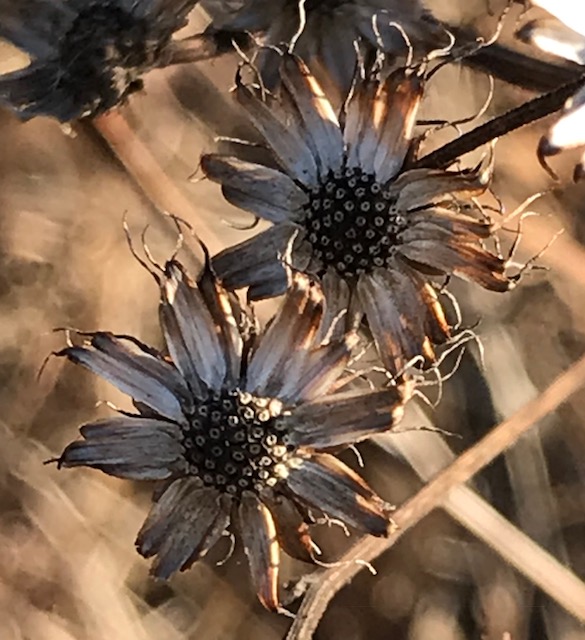 flower ironweed 2